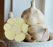 Close-up of Lorz Italian garlic bulbs showing large cloves and purplish-tinted skins on a light background