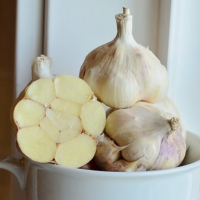 Close-up of Lorz Italian garlic bulbs showing large cloves and purplish-tinted skins on a light background