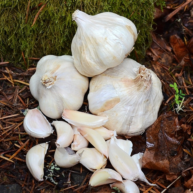 Close-up of Polish Softneck garlic bulbs and separated cloves showing large white bulbs with papery skins on forest floor