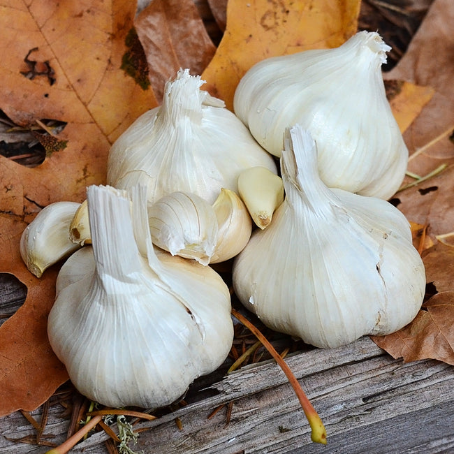 Close-up of Susanville garlic bulbs showing white papery skins and a loose clove on autumn leaves
