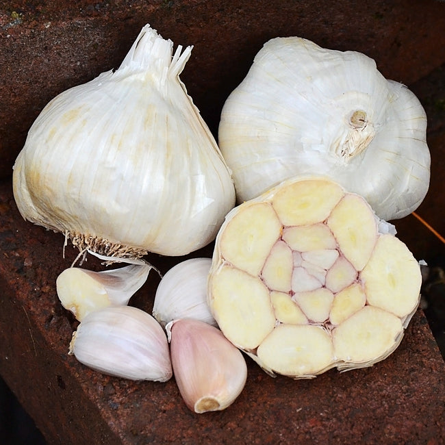 Close-up of Western Rose garlic bulbs showing a halved bulb and pink-striped clove wrappers on a dark background