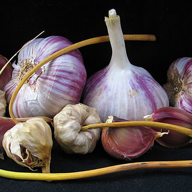 Front view of Purple Russian garlic bulbs showing marbled purple-striped bulbs, exposed cloves, and dried stems on black background