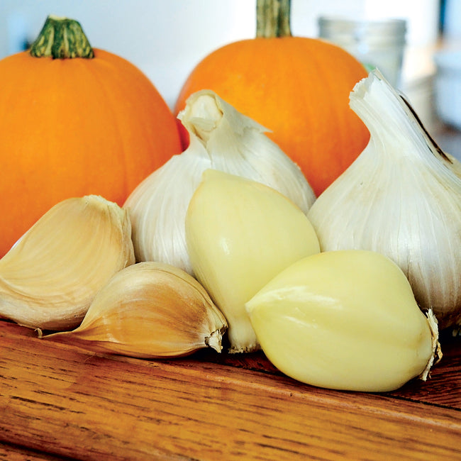 Front view of elephant garlic bulbs showcasing their oversized cloves on a wooden board