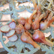 Front view of Santé shallot bulbs showing extra-large round brown skins with one sliced to reveal pinkish-white flesh on a light background