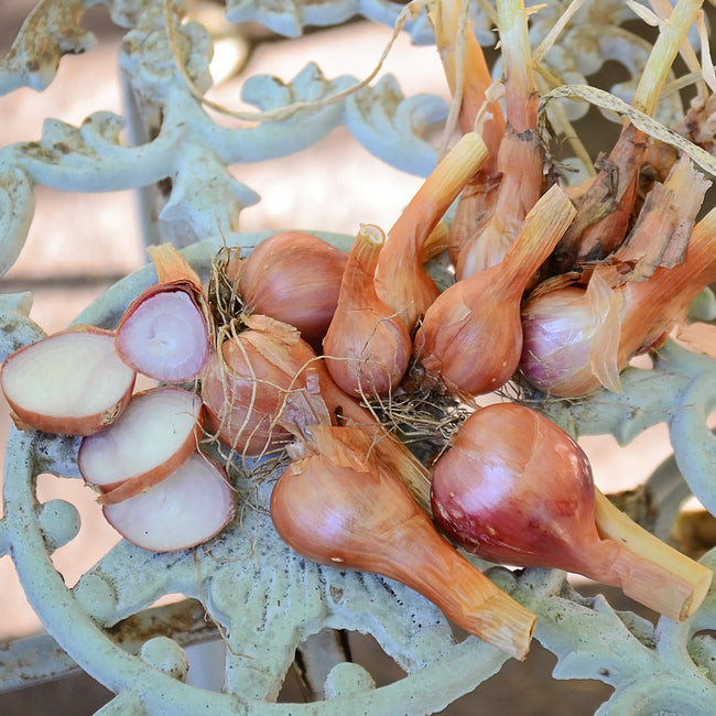 Front view of Santé shallot bulbs showing extra-large round brown skins with one sliced to reveal pinkish-white flesh on a light background