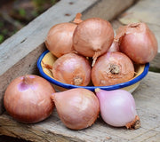 Front view of French shallot bulbs showing papery brown skins in a small cluster on a wooden surface