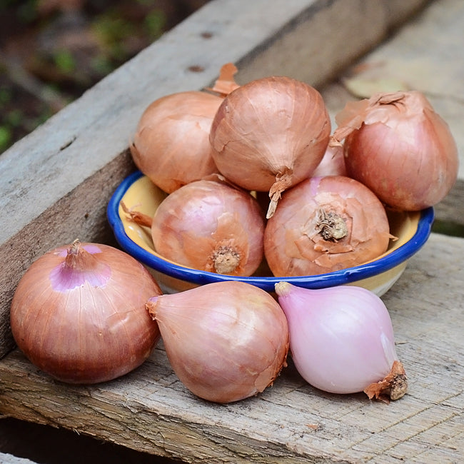 Front view of French shallot bulbs showing papery brown skins in a small cluster on a wooden surface