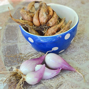 Close-up of Gray shallot bulbs showcasing elongated pink-gray skins and roots with a blue polka-dot bowl on a stone surface