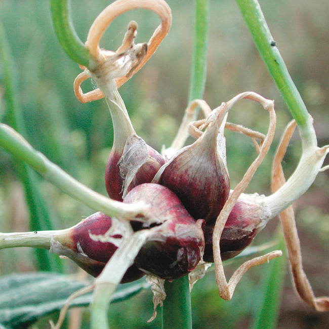 Close-up of Egyptian walking onion bulblets on a stalk showing reddish topset bulbs and papery skins with a blurred garden background