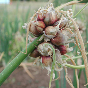 Close-up of Egyptian walking onion topsets showing red bulblets on a stalk with blurred garden background
