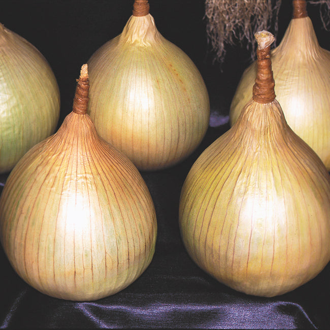 AILSA CRAIG PLANTS-ONION