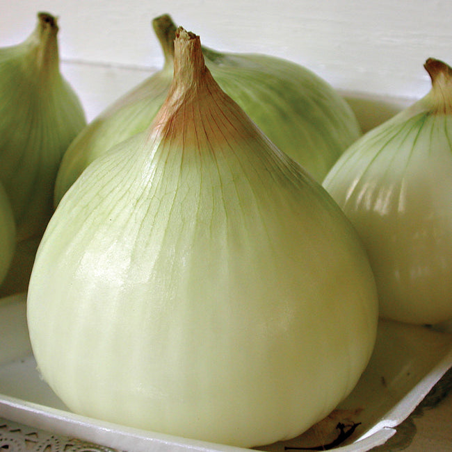 Close up view of walla walla onion bulbs on a plate that is sitting on a table.