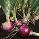 Close-up of Red Candy Apple onion plants showing glossy deep-red bulbs with green tops in dark garden soil
