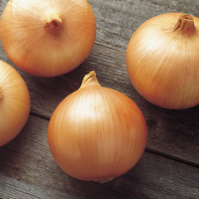 CANDY PLANTS-ONION