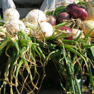 Close-up of Northern Mixed Bunch onion plants showing white and red bulbs, green tops, and tangled roots on soil
