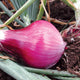 Close-up of Redwing onion bulb in soil showing glossy red-purple skin and green tops