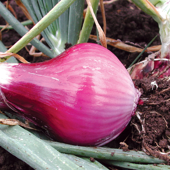 Close-up of Redwing onion bulb in soil showing glossy red-purple skin and green tops