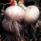Close-up of White Bermuda onion bulbs showcasing flattened white globes with roots and soil on dark background