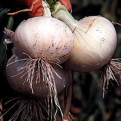 Close-up of White Bermuda onion bulbs showcasing flattened white globes with roots and soil on dark background