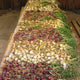 Close-up of Southern Onion Collection plants showing mixed red, white, and yellow short-day onion bulbs arranged in rows