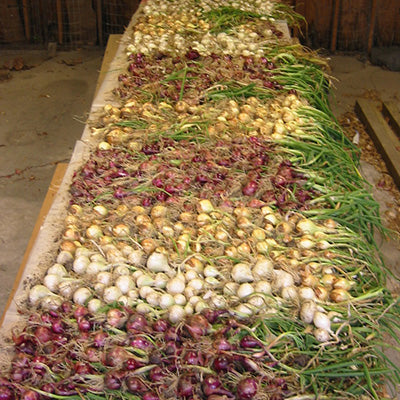 Close-up of Southern Onion Collection plants showing mixed red, white, and yellow short-day onion bulbs arranged in rows