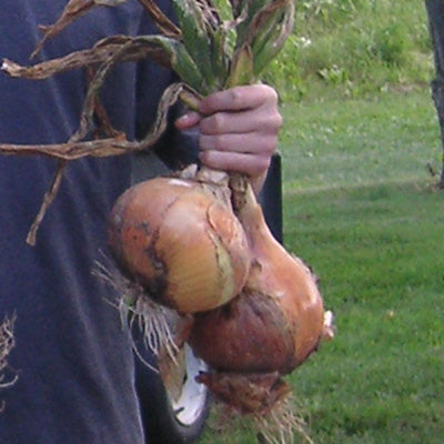 Hand holding a bunch of Yellow Sweet Spanish onion plants showing large globe-shaped bulbs against a grassy outdoor background