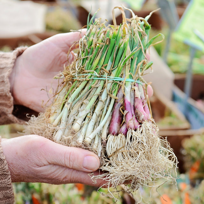 Close-up of Yellow Granex onion plants showing flattened yellow bulbs, roots, and green tops held in hands