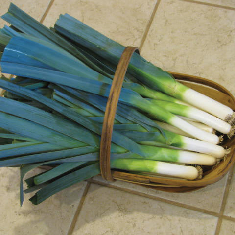 Top-down view of Lancelot leek plants showcasing white lower stems and long blue-green leaves in a woven basket on a tiled floor