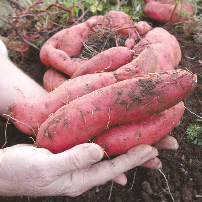Close-up of Georgia Jet sweet potatoes held in hands showing dusky-rose skin, elongated tubers with soil