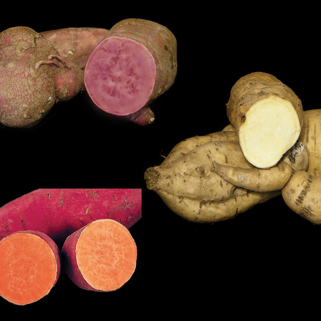 Front view of sweet potato tubers and slices showcasing varied skin and flesh colors on white background