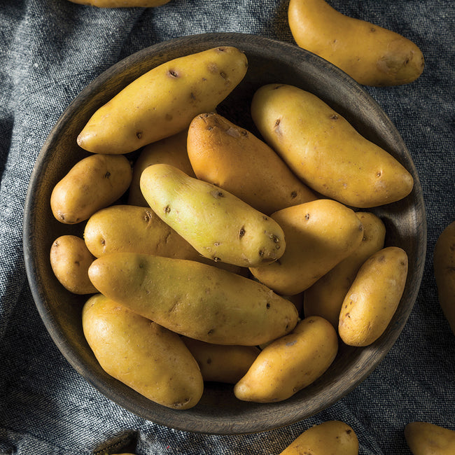 Close-up of Austrian Crescent potatoes showing long thin crescent-shaped pale yellow skins in a dark bowl
