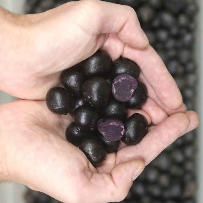 Overhead view of Blackberry potato mini tubers showcasing deep purple round tubers cupped in hands