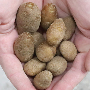 Hand holding Russet Burbank mini tubers showing tan skin and oblong shape on pale background