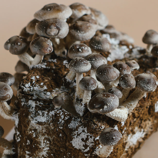 SHIITAKE-KIT