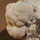 LION'S MANE-KIT