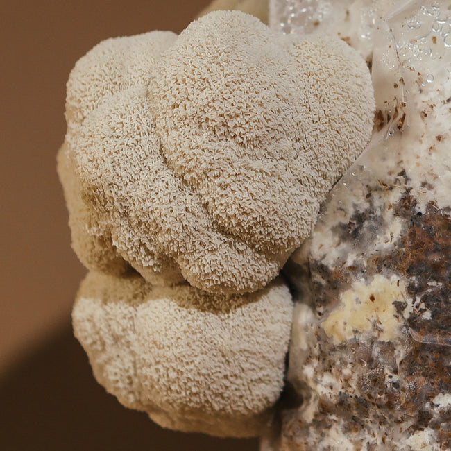 LION'S MANE-KIT