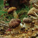 Close-up of wine cap mushrooms showcasing purple-brown caps and thick white stems in wood-chip mulch