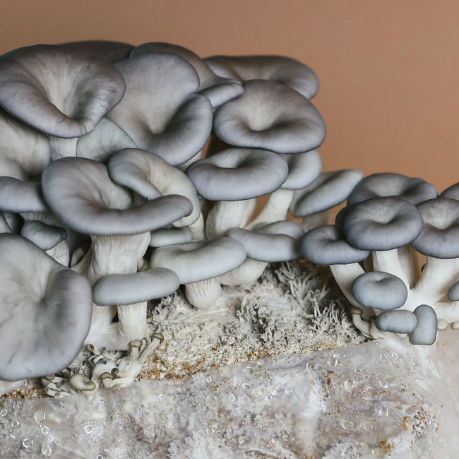 OYSTER-KIT
