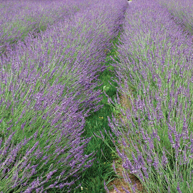 Close-up of Phenomenal lavender plant showcasing purple-blue flower spikes and silvery foliage in a field