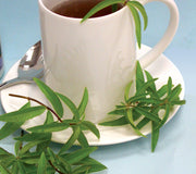 Front view of lemon verbena transplant seedling with bright green aromatic leaves in a small pot beside a white mug