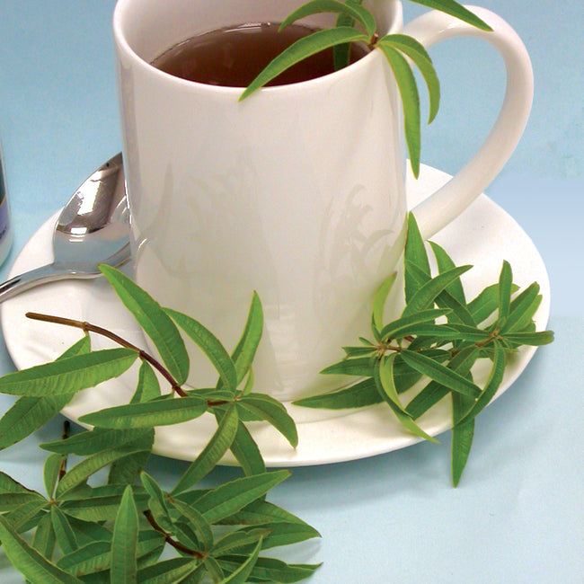 Front view of lemon verbena transplant seedling with bright green aromatic leaves in a small pot beside a white mug