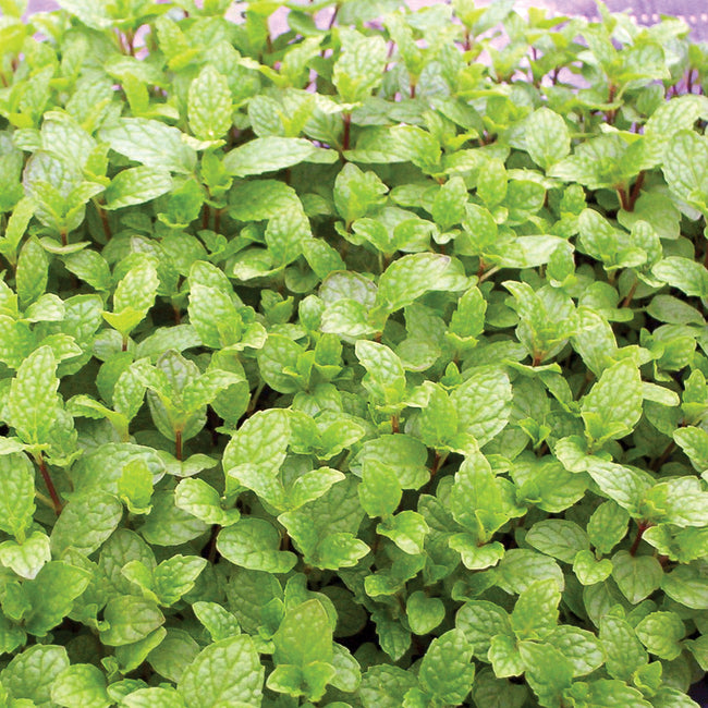 Close-up of Mojito Mint transplant showcasing a dense cluster of bright green aromatic leaves