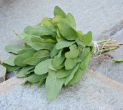 Close up of Grower's Friend sage transplant showing dense gray-green fuzzy leaves on a light wooden background