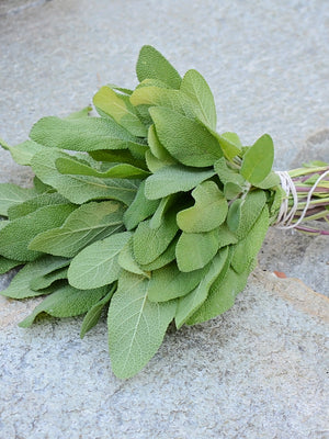 Close up of Grower's Friend sage transplant showing dense gray-green fuzzy leaves on a light wooden background