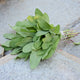 Close up of Grower's Friend sage transplant showing dense gray-green fuzzy leaves on a light wooden background