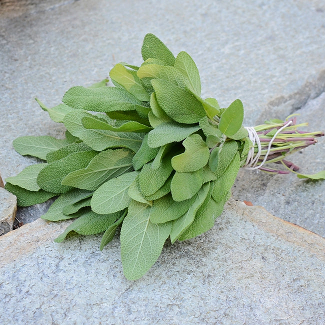 Close up of Grower's Friend sage transplant showing dense gray-green fuzzy leaves on a light wooden background