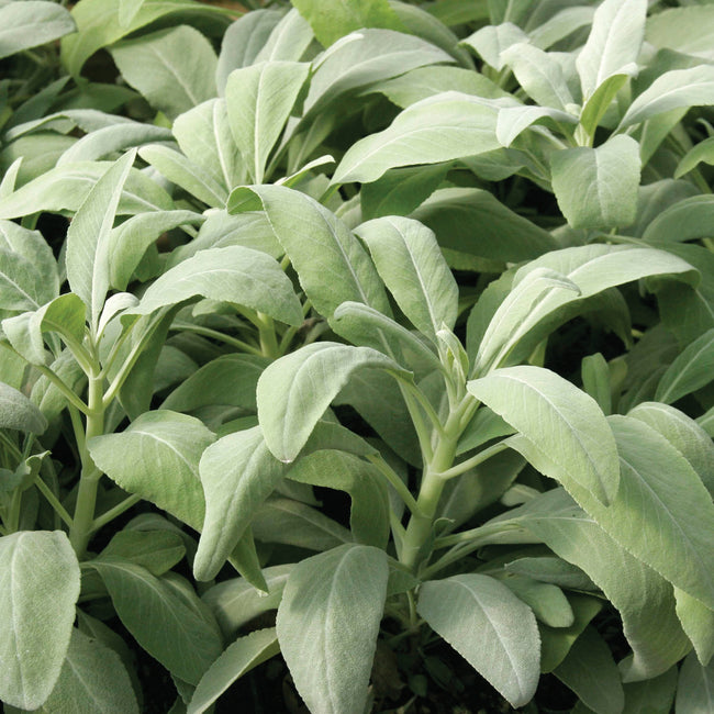Close-up of Smudge sage plant showing silvery-gray, fuzzy leaves in a dense clump