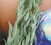 Close up of French tarragon transplant showing narrow silvery-green leaves against a terracotta pot and iridescent garden globe