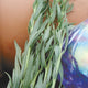 Close up of French tarragon transplant showing narrow silvery-green leaves against a terracotta pot and iridescent garden globe