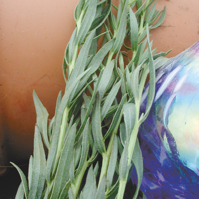 Close up of French tarragon transplant showing narrow silvery-green leaves against a terracotta pot and iridescent garden globe